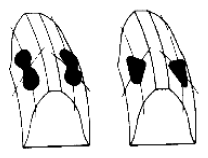 G06528638